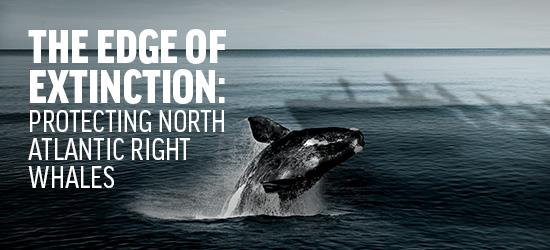 The Edge of Extinction - new report from Oceana Canada about the plight of the right whale