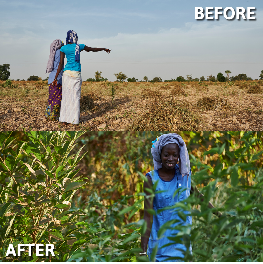 Trees for the Future helps farmers reforest their land while eliminating hunger and poverty. The nonprofit plans to plant 500 million trees with 125,000 farming families by 2025.