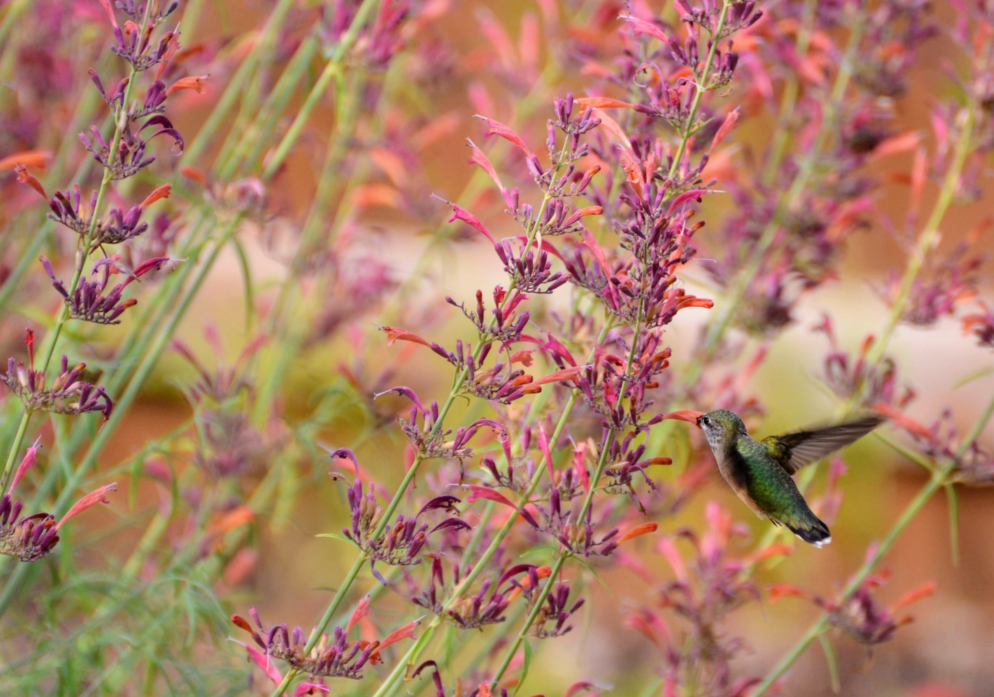 Calliope hummingbird with Agastache rupestris