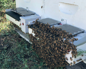 Honeybees emerging from a BVT hive