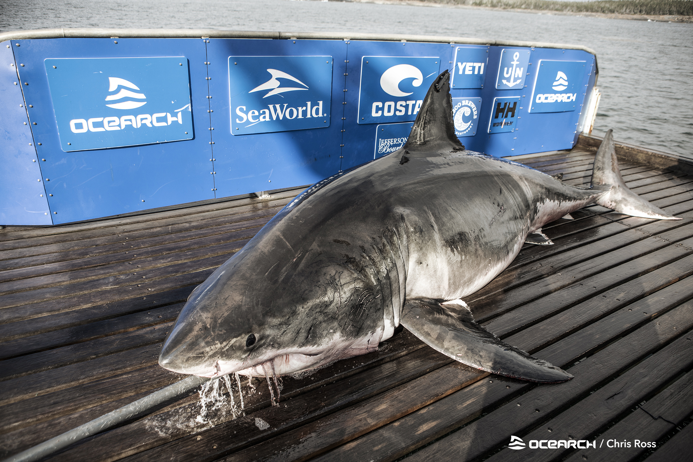 Great white shark researchers try to figure out where and when the East  Coast sharks mate