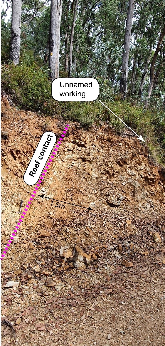 Figure 12 Recently exposed reef associated with trend between Hillsborough Mine and the Catherine-Elgin workings