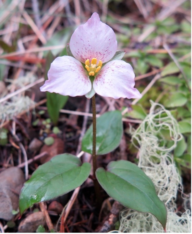 Trillium Species Image 1