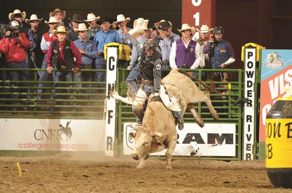 Bull riding at the College National Finals Rodeo in Casper, Wyoming. 
