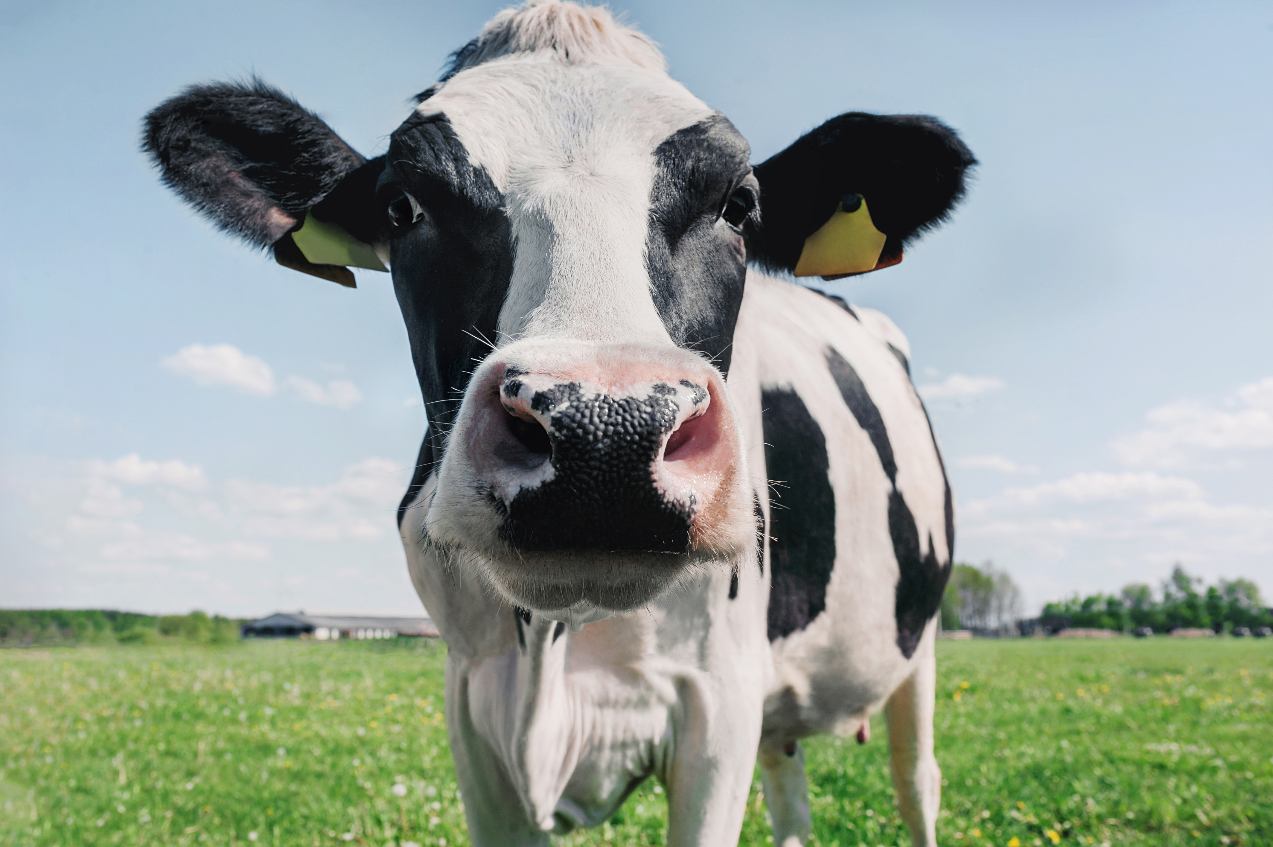 Cow on the background of sky and green grass.