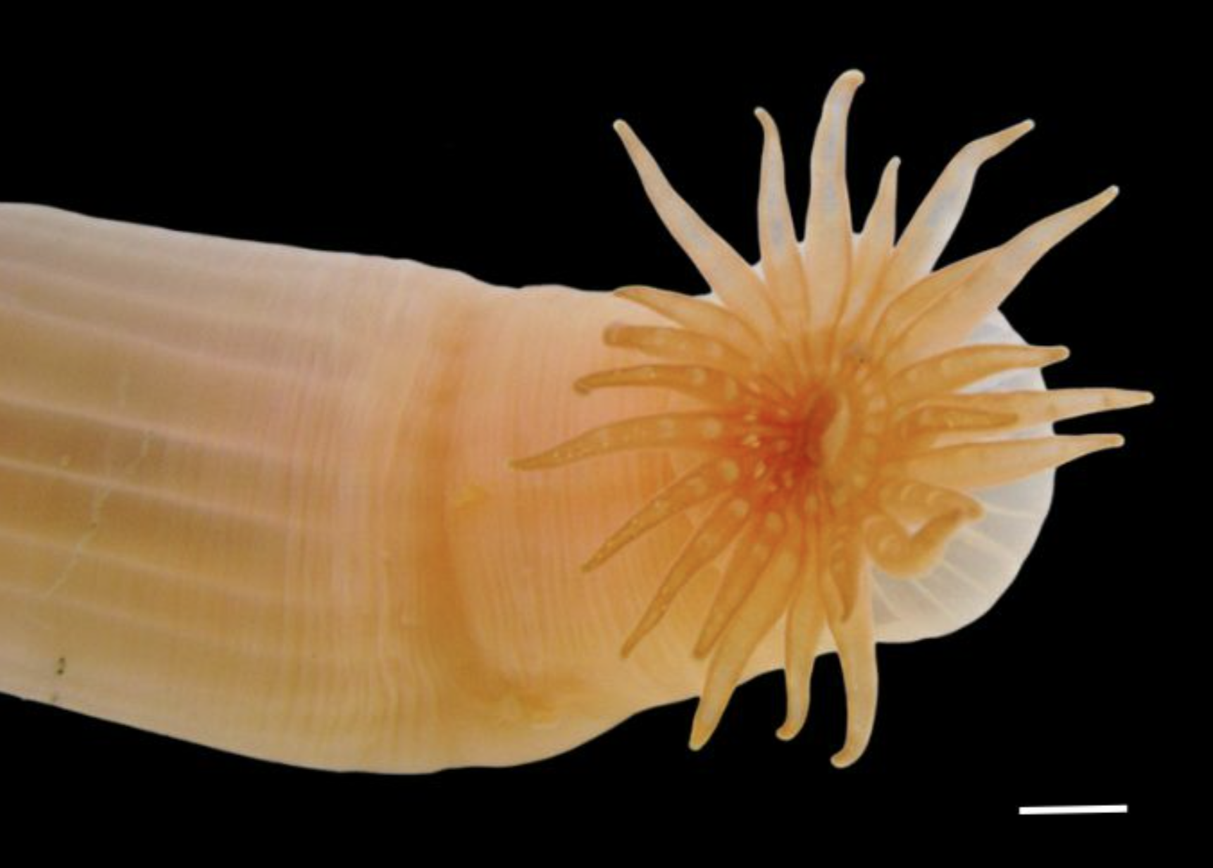 Phylum: CnidariaTaxonomist:  Dr Agustín GareseA decade in the making, this discovery represents only the third known species within the rare genus Harenactis. Originally collected in 2010 from the remote San Julián Peninsula in Argentina, the specimen has been the subject of long-term study by taxonomist Agustín Garese. Morphologically distinct from its relatives, this elusive anemone lives a solitary existence, found buried in fine sediment within the wide crevices of the intertidal zone at depths between 0.5 and 4 metres. Its inclusion in the Ocean Census highlights the value of revisited research; the team is now planning a return to this difficult-to-access site to secure new material for the molecular studies necessary to fully define this unique burrowing cnidarian.Credit: The Nippon Foundation-Nekton Ocean Census/Agustín Garese