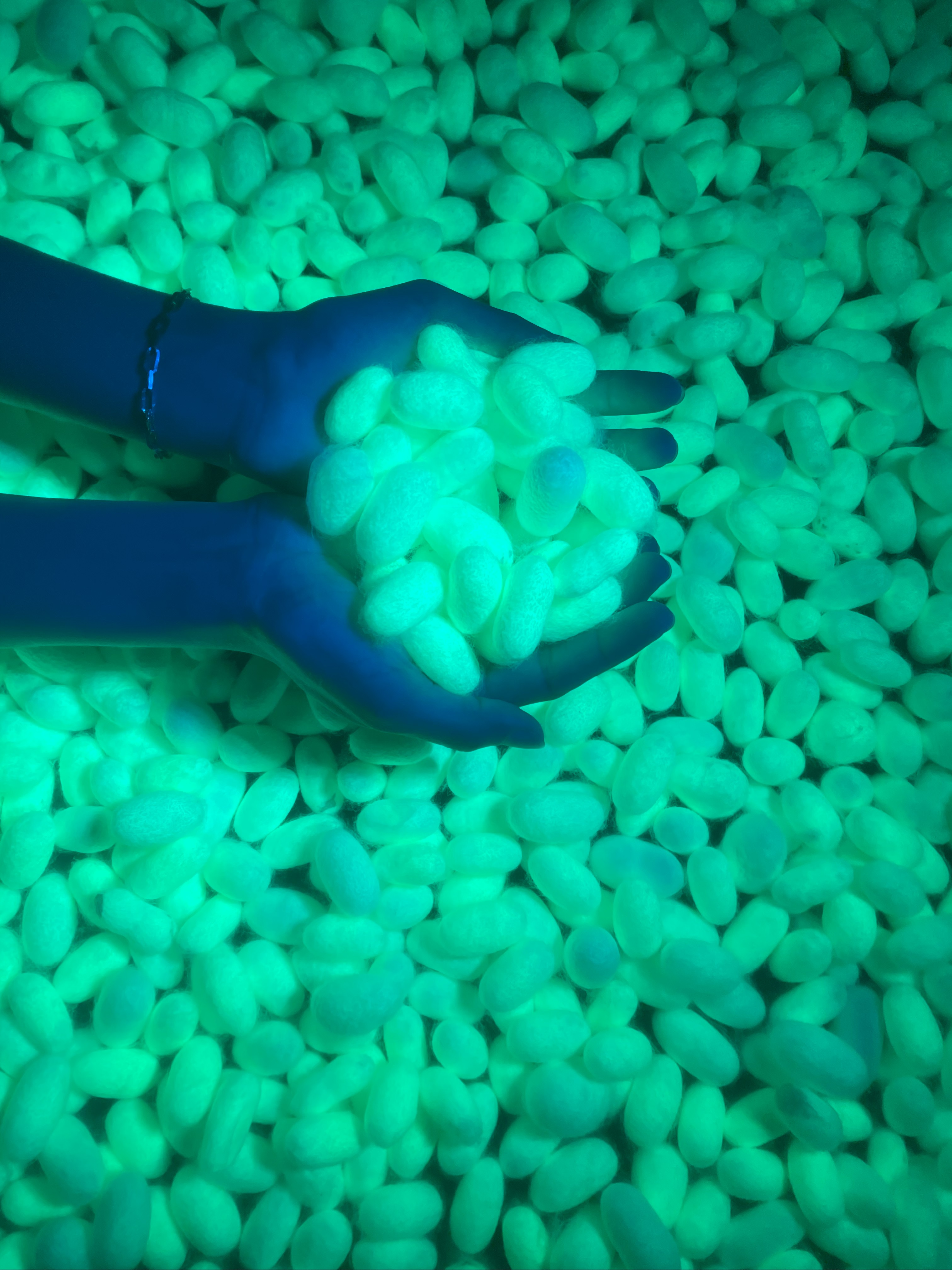 KBLB BAM-1 Recombinant Spider Silk Cocoons