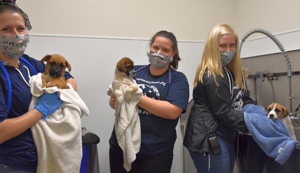 Helen Woodward Animal Center adoptions staff bathe orphan puppies who recently arrived in a van transport amid the pandemic. 