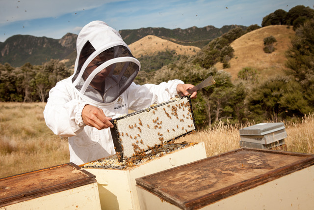 The Watson family in rural Wairarapa founded Watson & Son.  It is now 100 percent owned by Ngāi Tahu, which is the principal indigenous Māori tribe of the South Island of New Zealand. When it says it is 100 percent traceable, it means Oha Honey can trace its Manuka honey back to its source hive.

