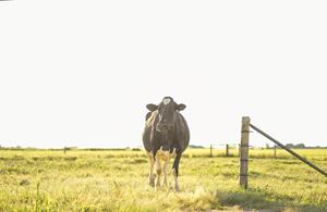Announced today, Vytelle’s opening a bovine in vitro fertilisation laboratory in Hamilton, New Zealand.