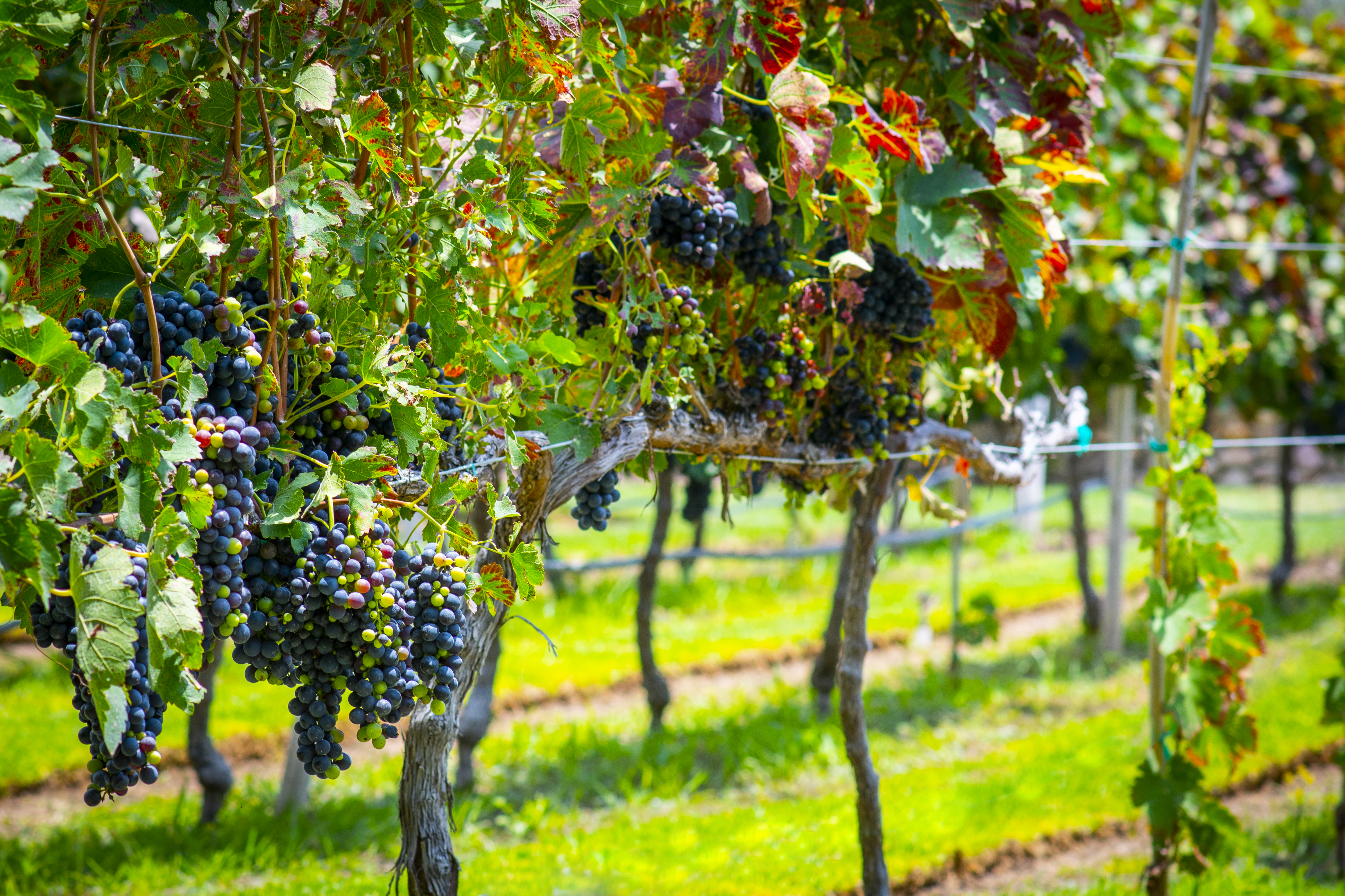 RUTA DEL VINO