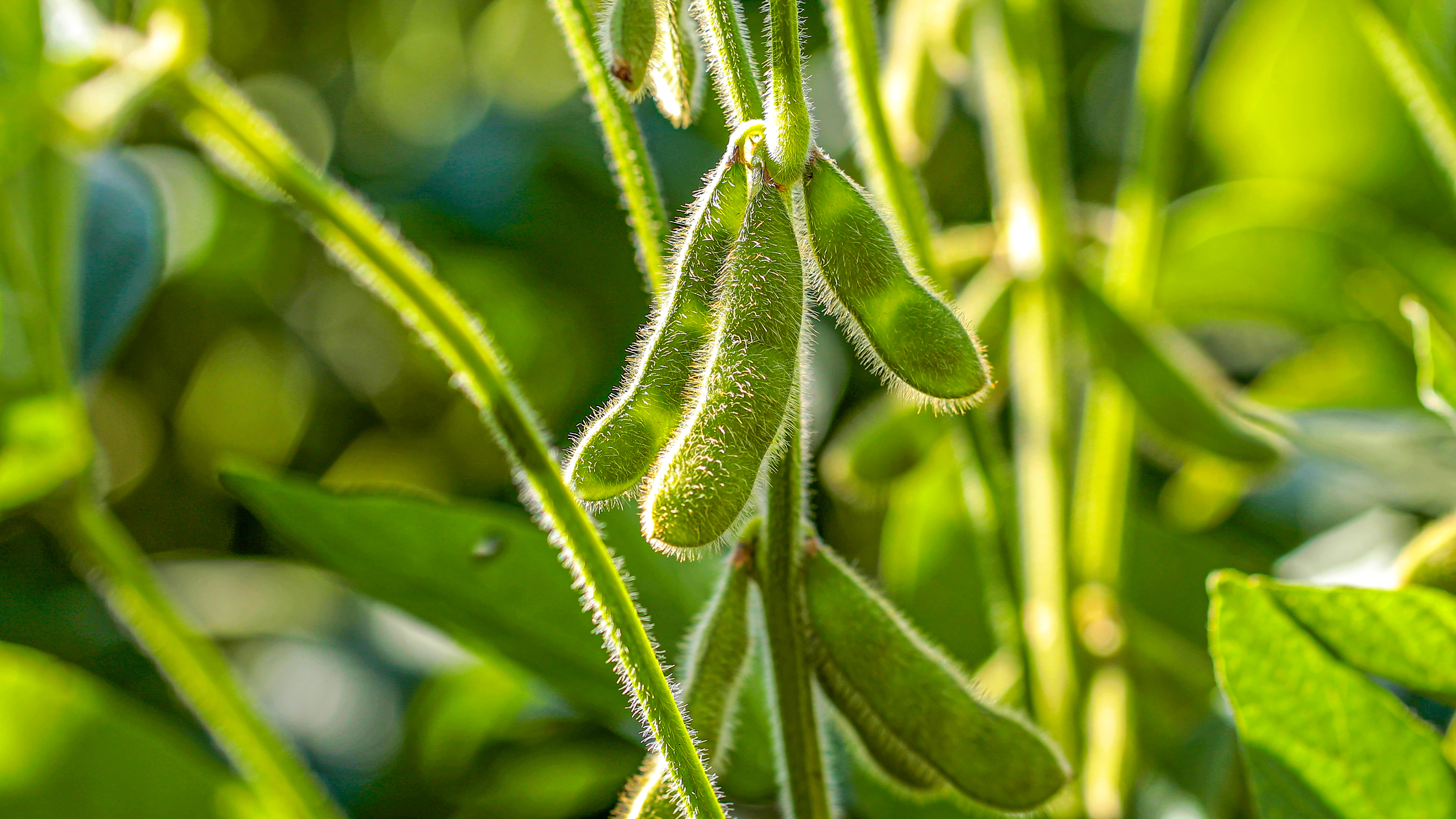 Soy peptones are one of the many animal-free products in Nu-Tek's raw materials portfolio.