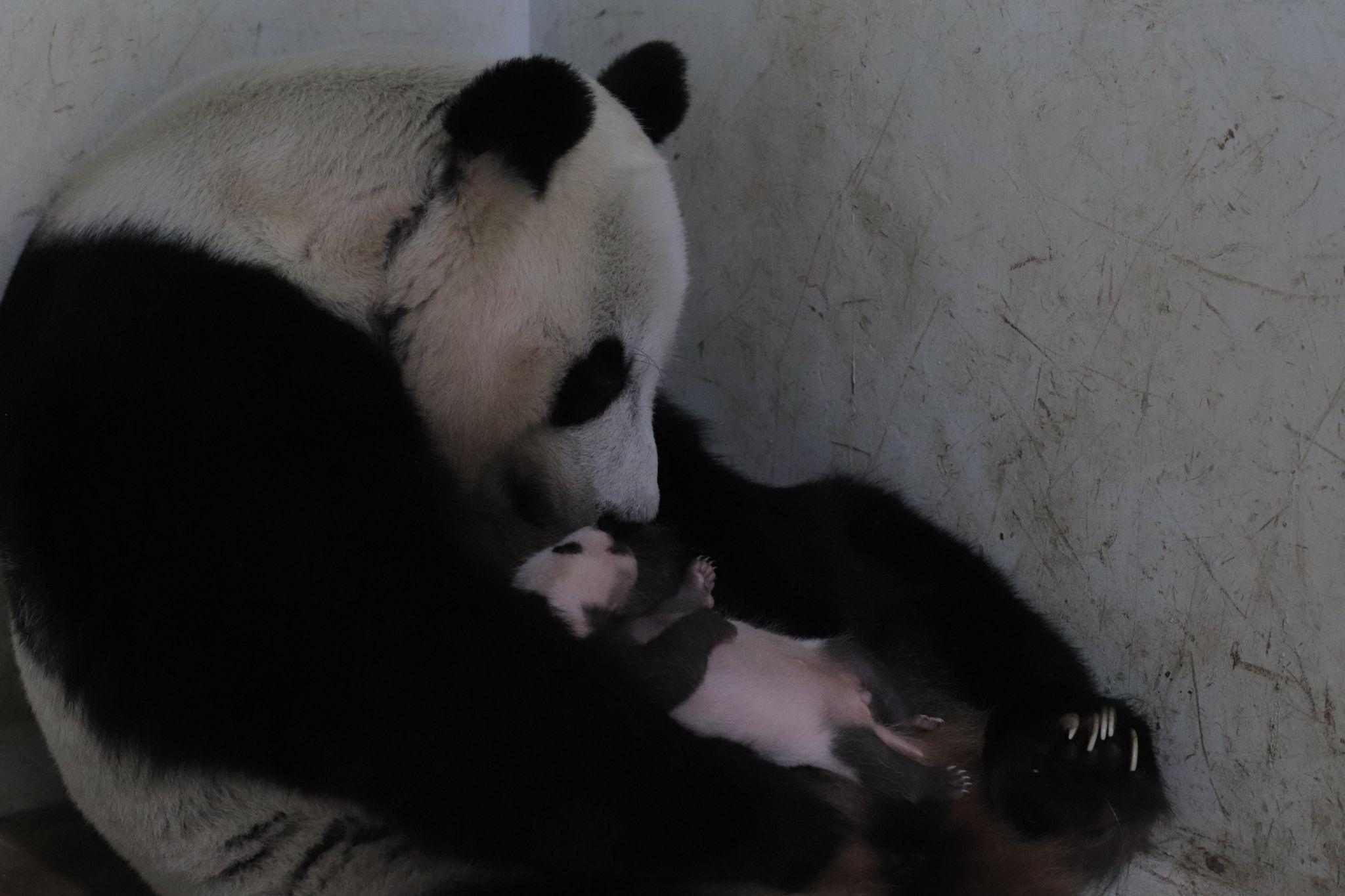 Hu Chun and Satrio Wiratama at Taman Safari Indonesia.