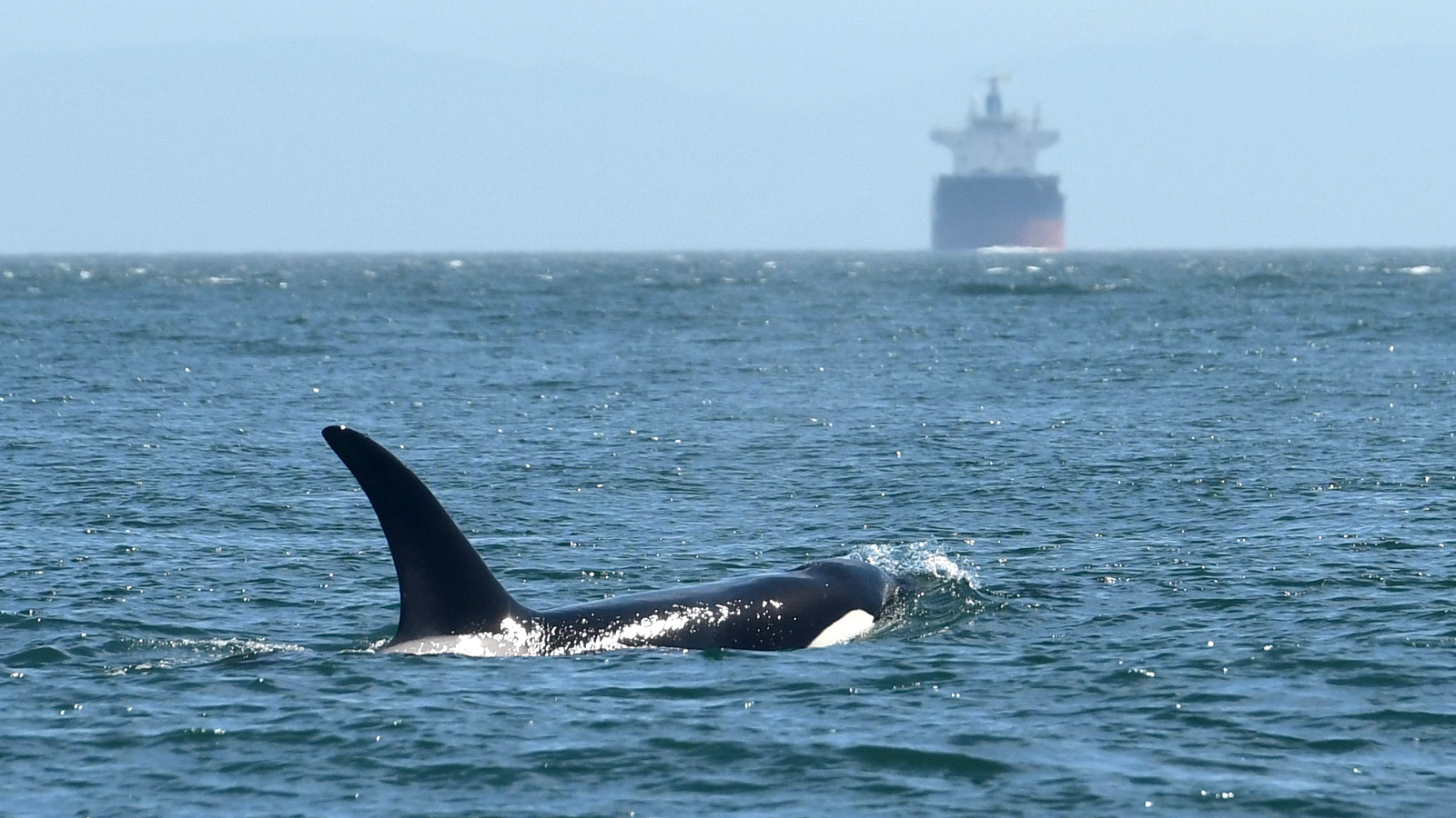 Potential ship strike of an orca whale