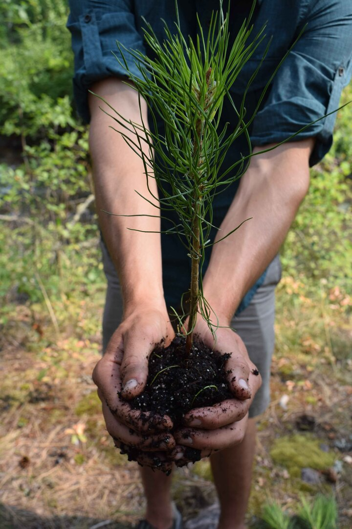 01 2_NFF Image_Tree Planting