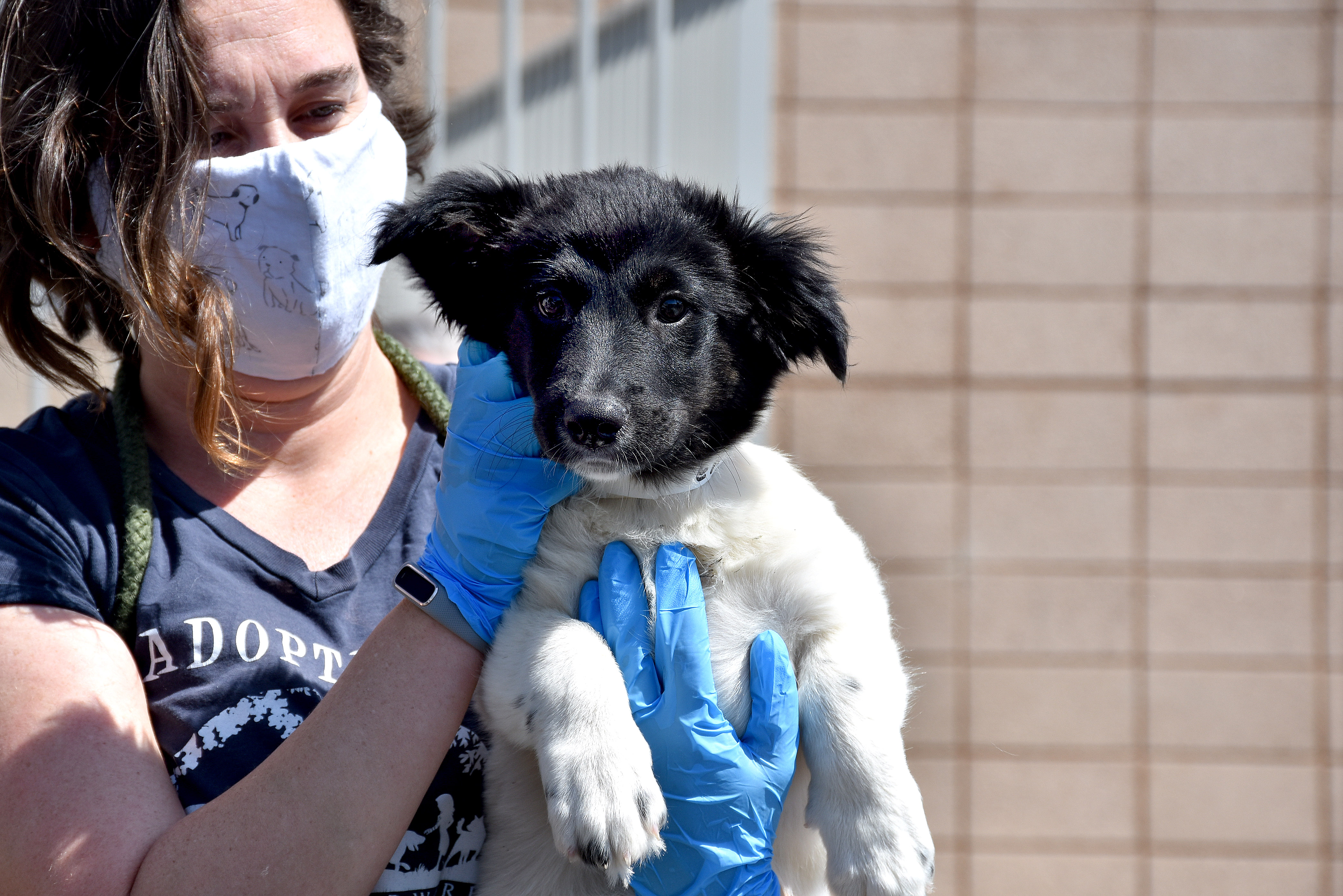 Helen Woodward Animal Center staff continue essential life-saving work to transfer in orphan pets. Center professionals will meet face-to-face with animal welfare advocates across the country, via ZOOM, to provide tailored The Business of Saving Lives classes specifically focused on best practices during this unprecedented time