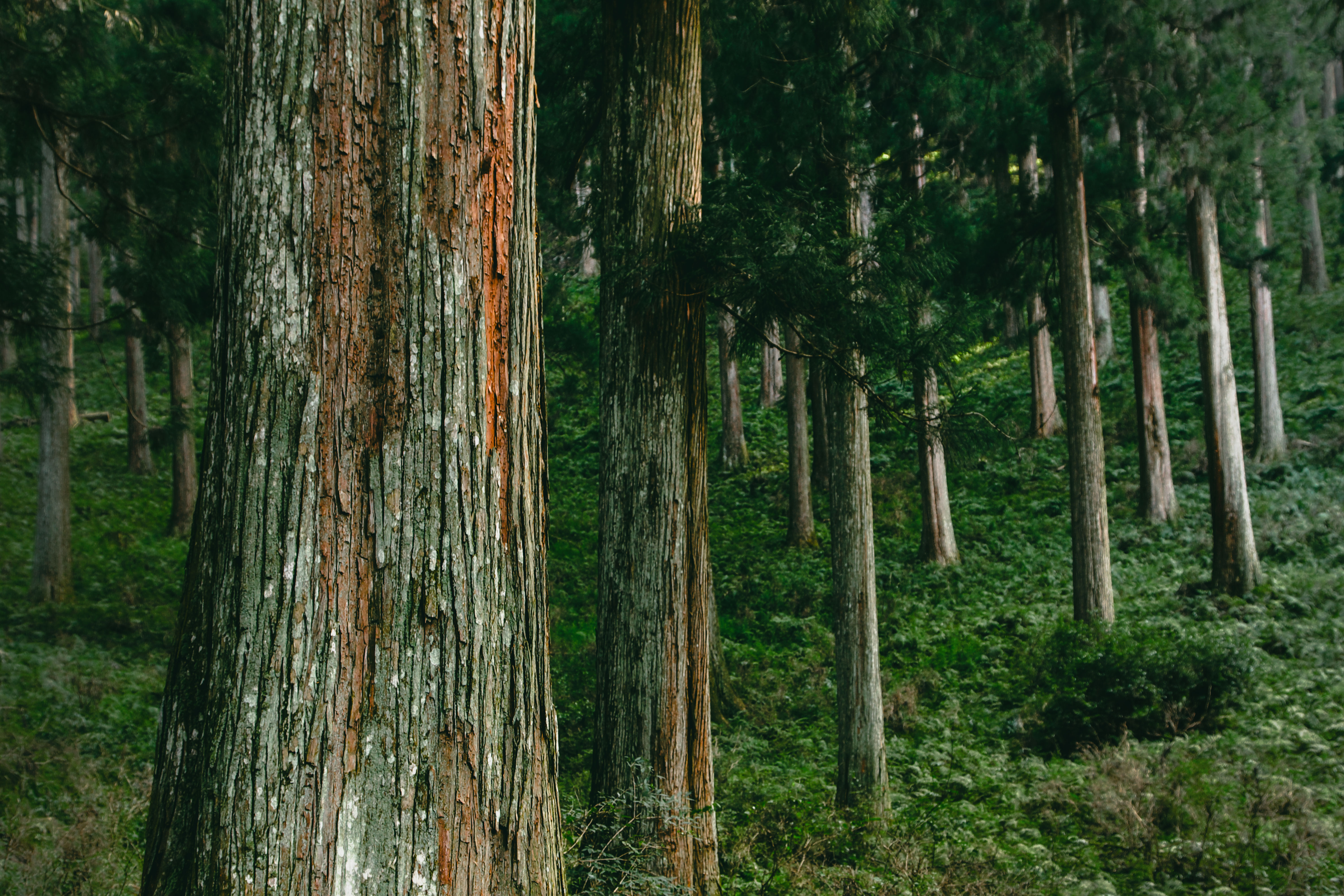 Forest Image for "Masters of Carpentry" Exhibition at JAPAN HOUSE Los Angeles 