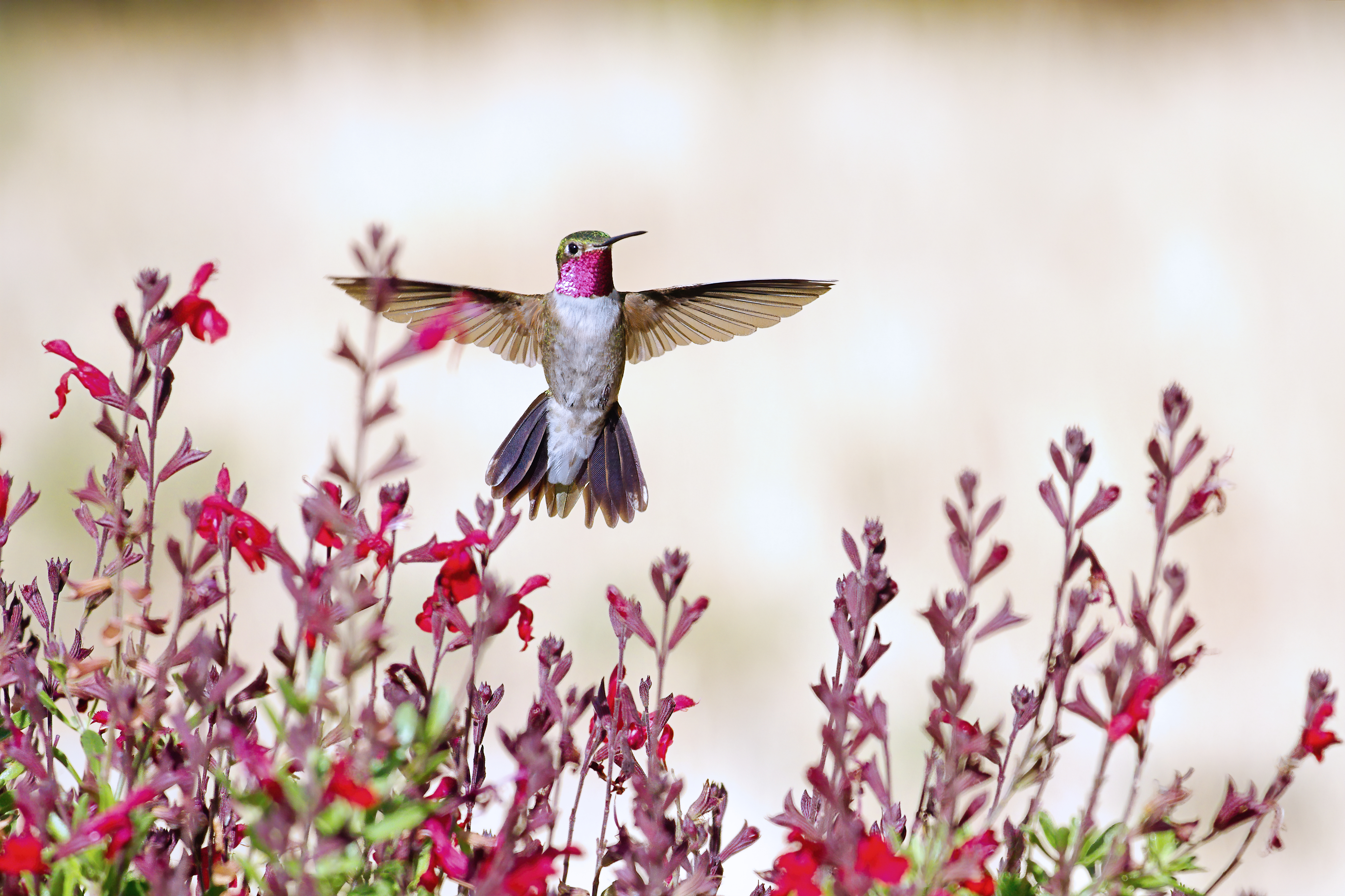 Broad-Tailed Hummingbird with Salvia