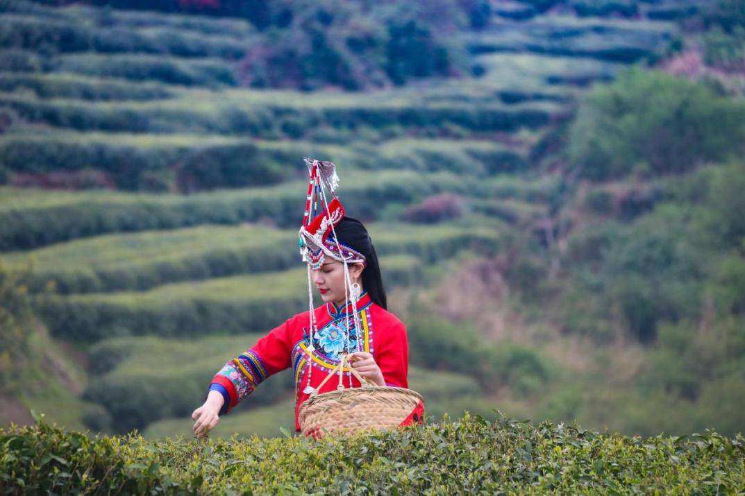 A She (an ethnic group) girl dressed in traditional costumes picks tea leaves at the Tianhu Mountain Tea Plantation, Jiayang Town, Fuding.