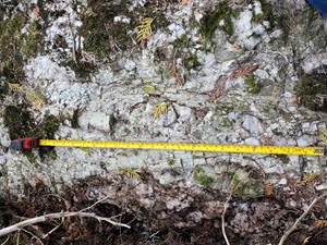 30 cm long and 20 cm long green spodumene crystals discovery, Riches Pegmatite, Parks Lake Peninsula, Georgina Properties.  Location AR-23-348.