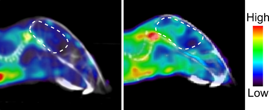 PET scans showing mouse brain before (left) and after (right) MS induction (brain encircled in a dashed white line). The salvage pathway becomes upregulated during MS disease.