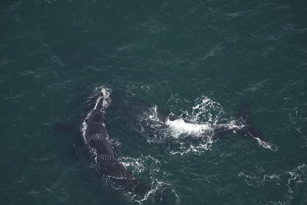 Right whale with propeller scar
