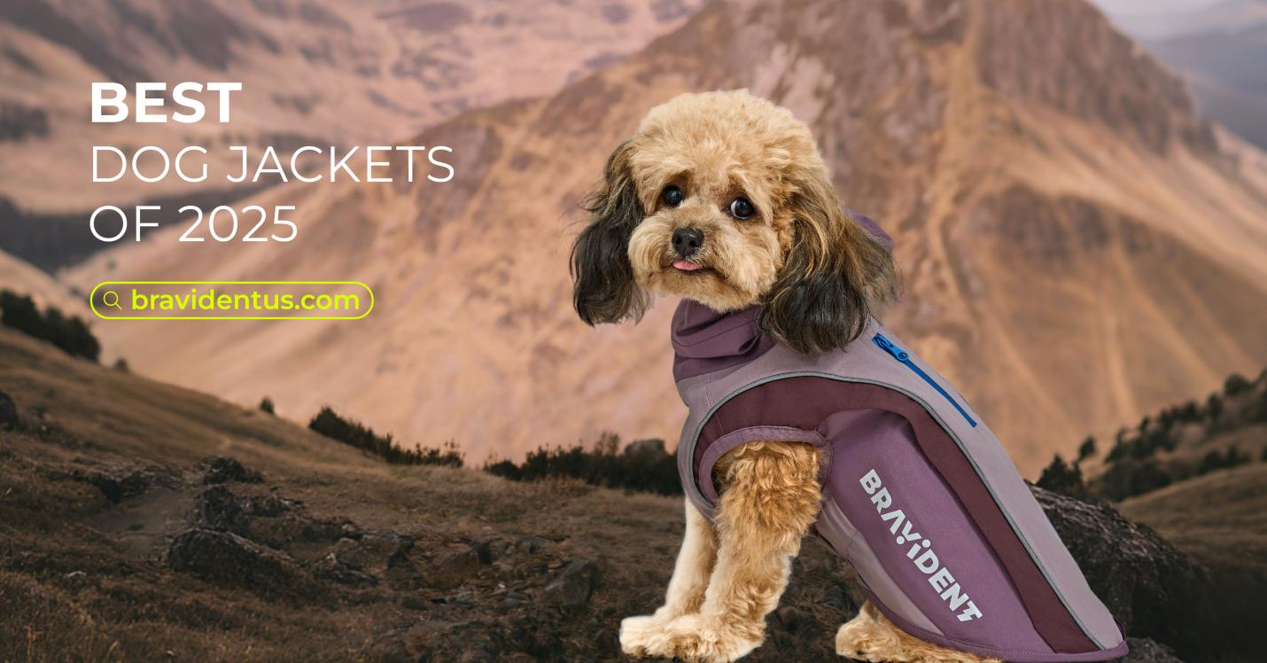 BEST DOG JACKETS OF 2025