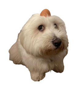 Egg on Dog.png