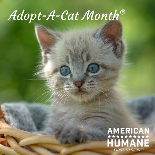 Be a Friend to a Feline During Adopt-a-Cat Month