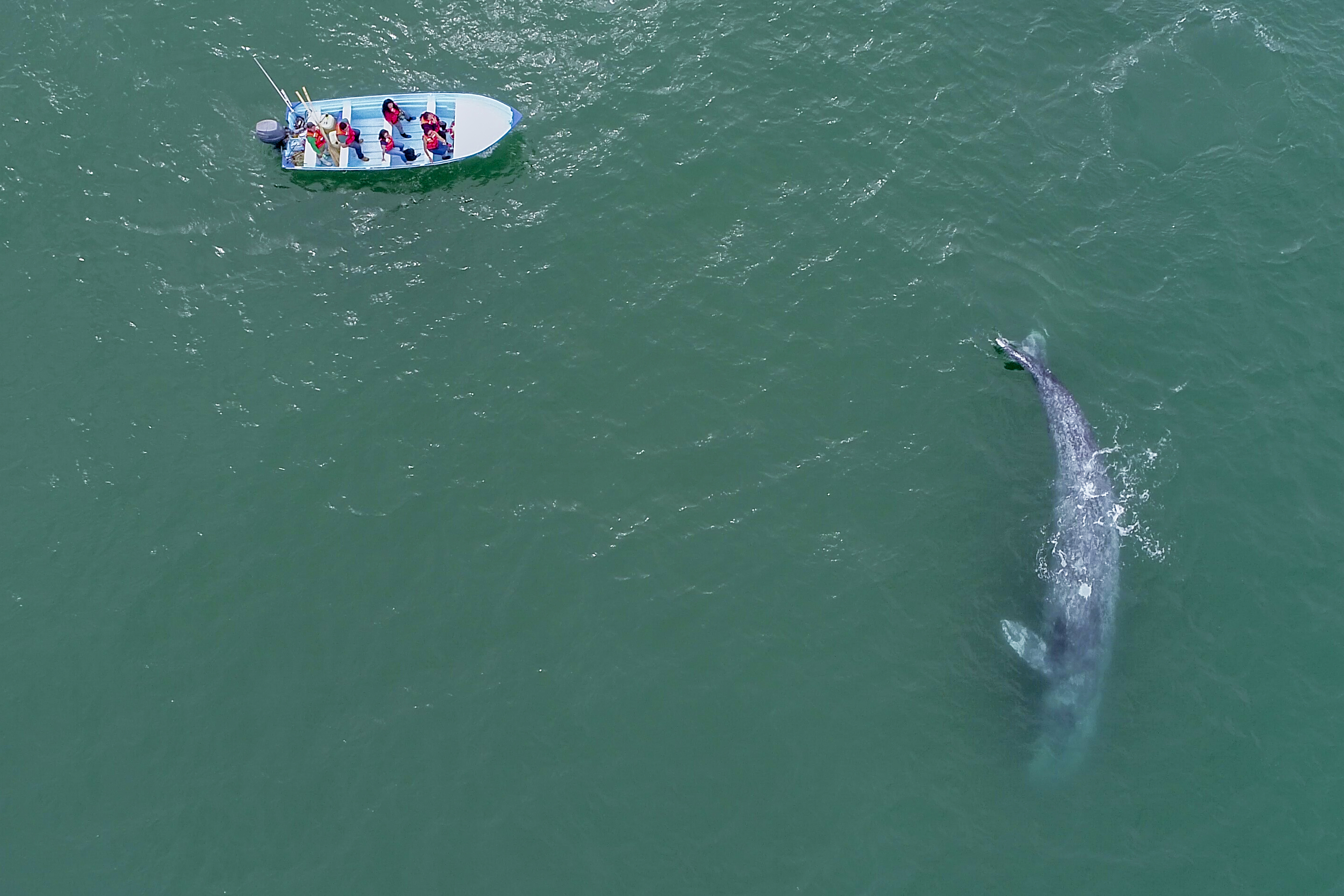 Majestic Grey Whale Watching