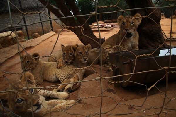 FOUR PAWS and the captive lion farming industry