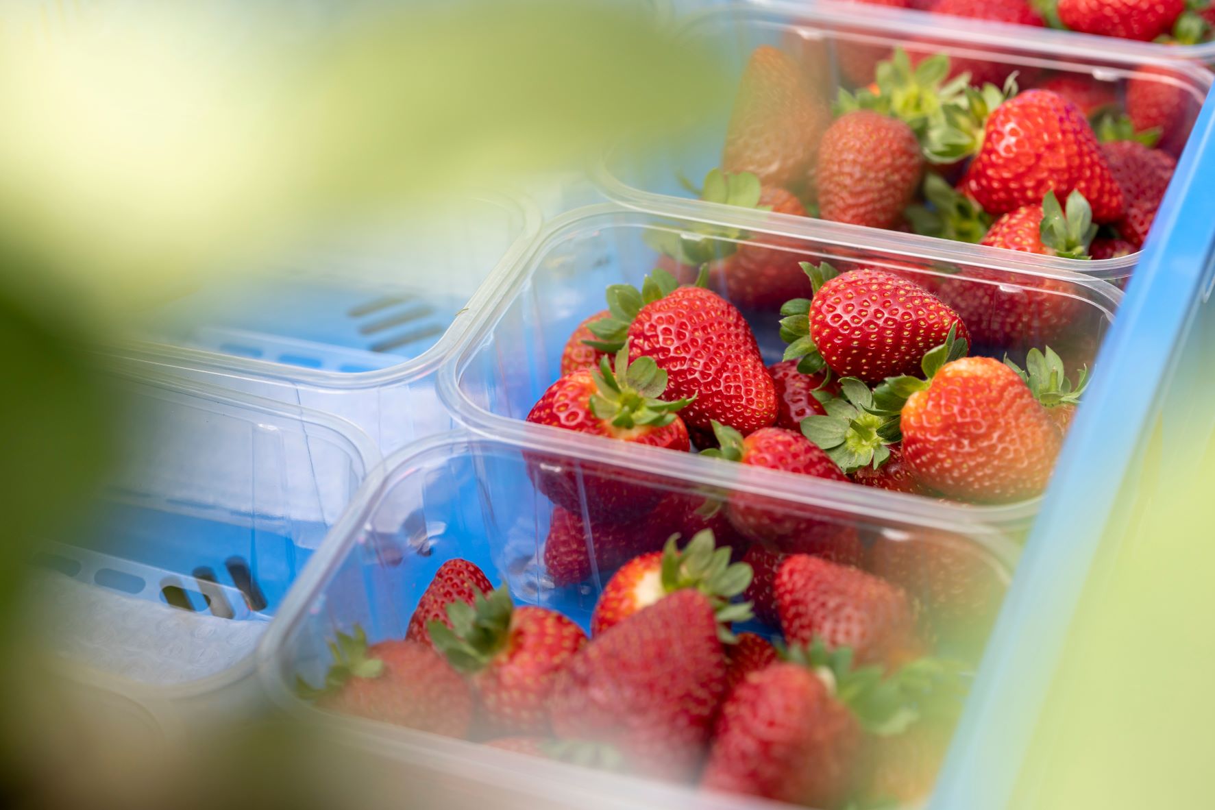 Berries from AppHarvest Somerset