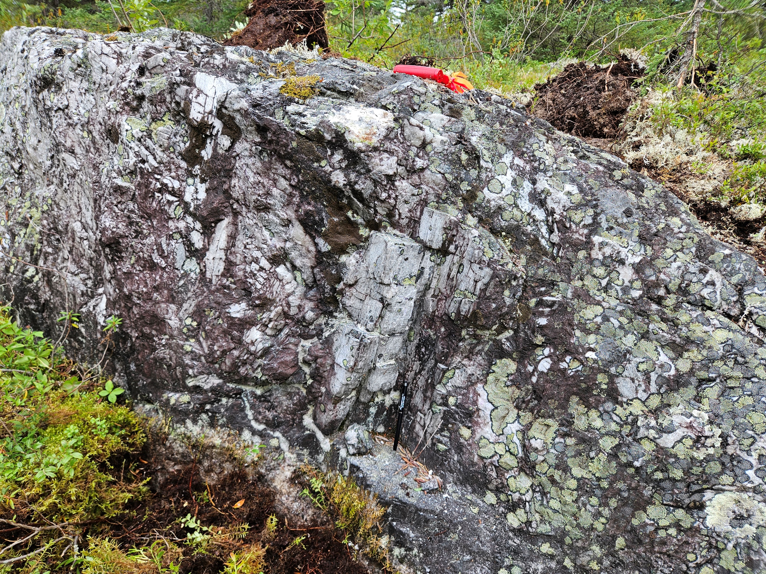 Mineralized outcrop with large prismatic spodumene crystals up to 50cm in length