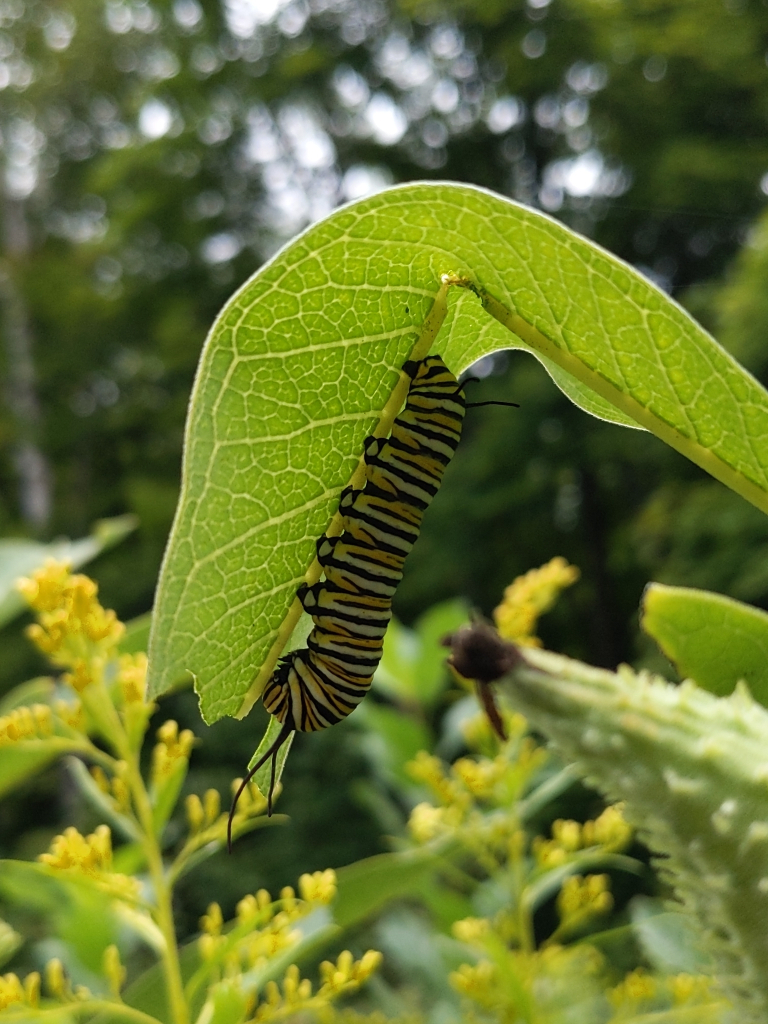 Larva - James Page