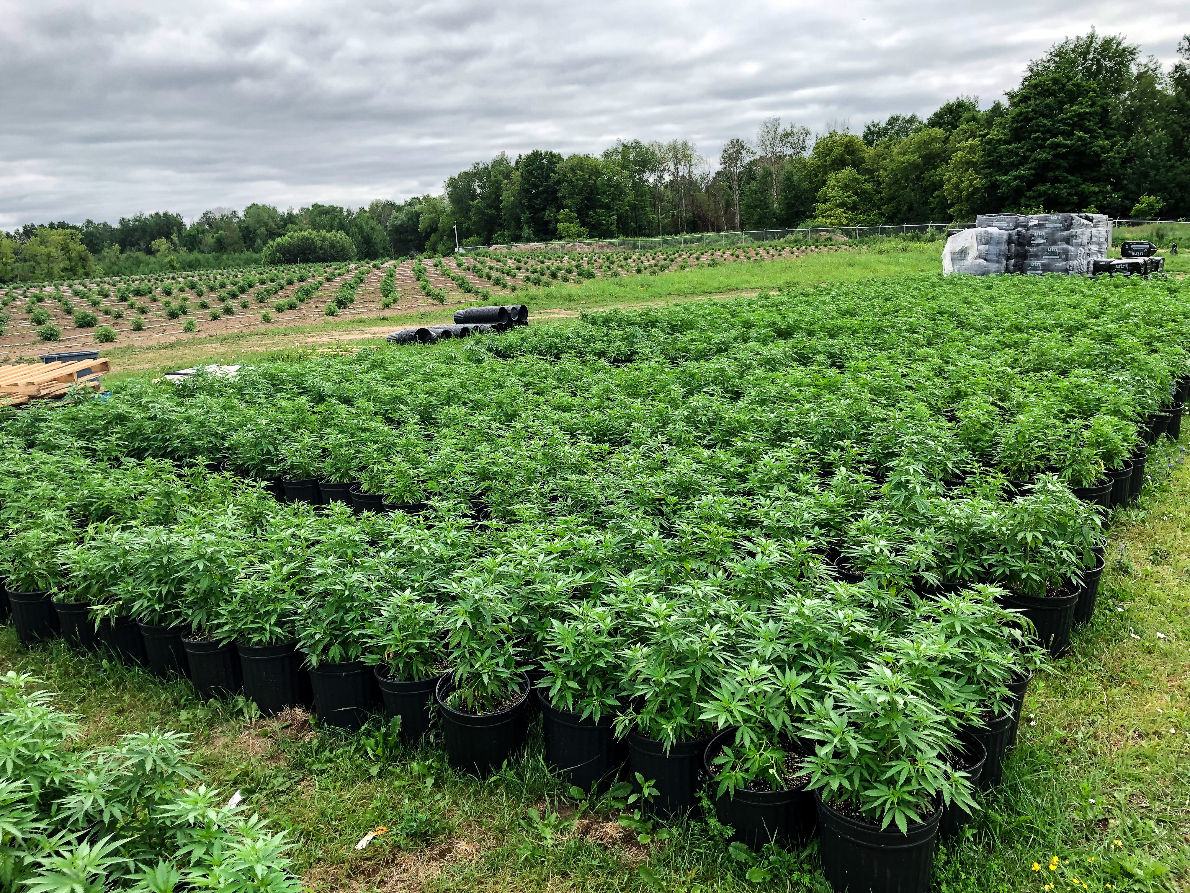 Aleafia Health - Port Perry Outdoor Cultivation