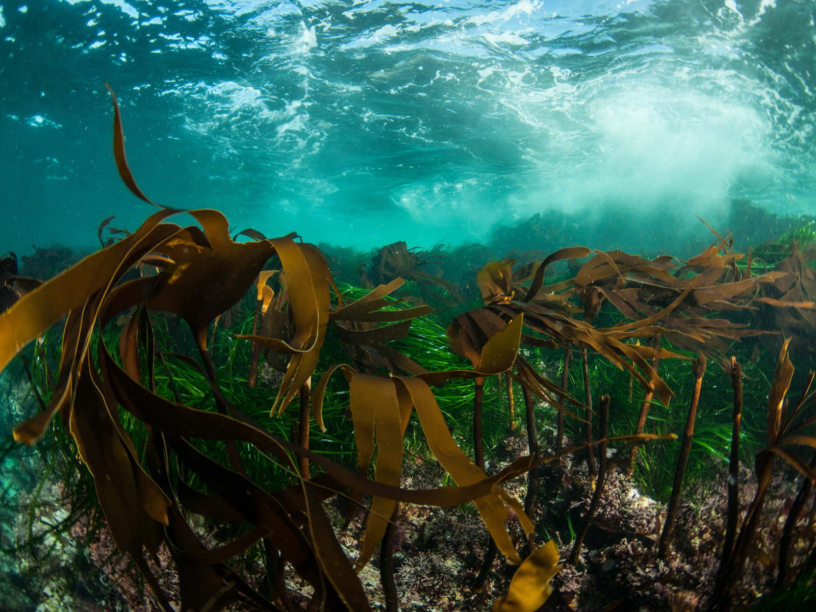 Image of a kelp forest