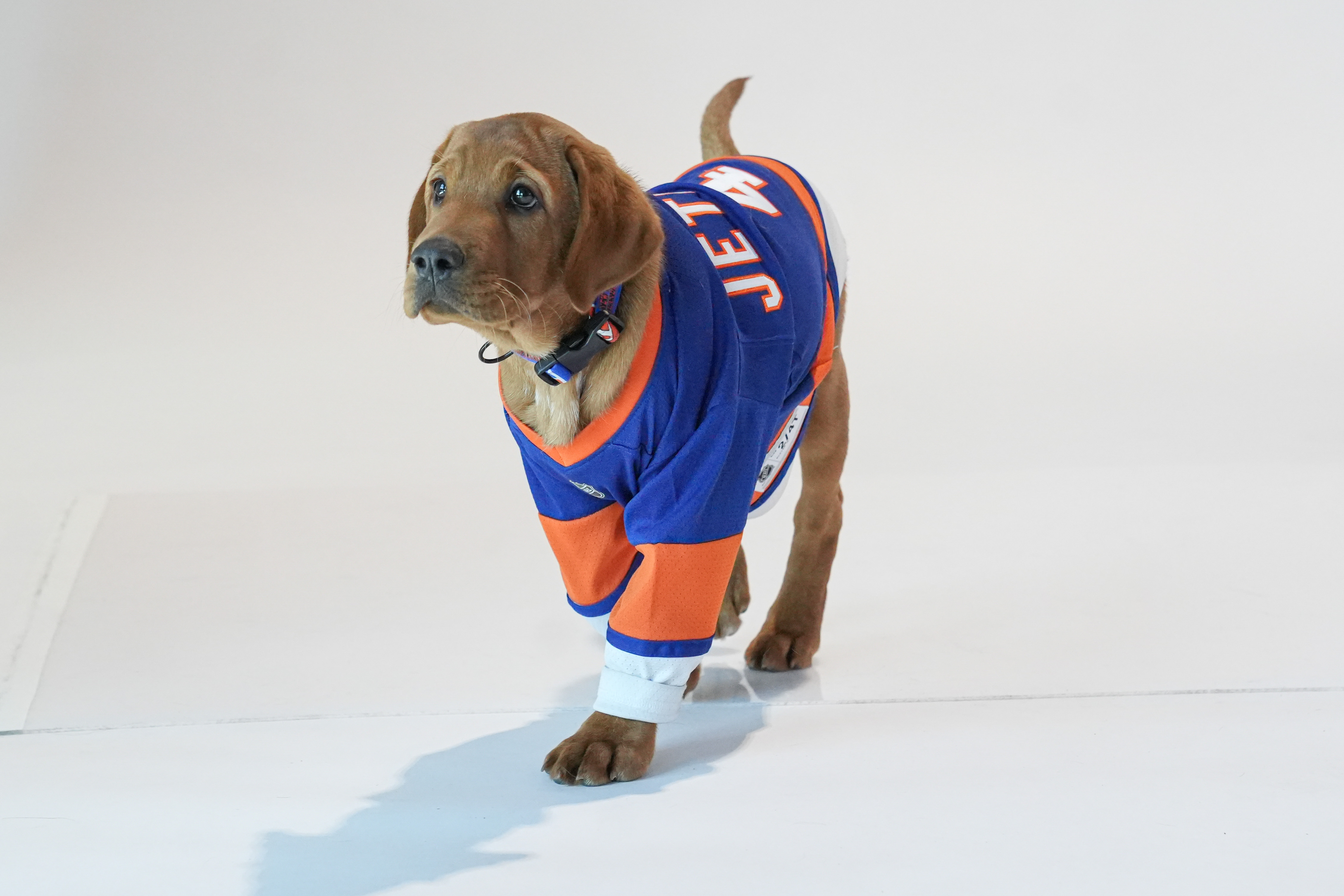 Islanders fans votes are in, the third New York Islanders' Puppy With a  Purpose® will be named 'Monte