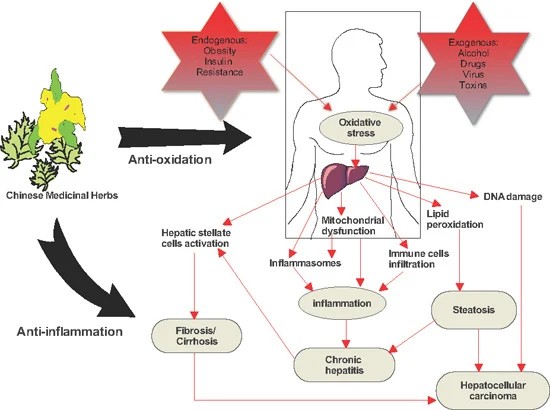 Benefits of Hepato Burn