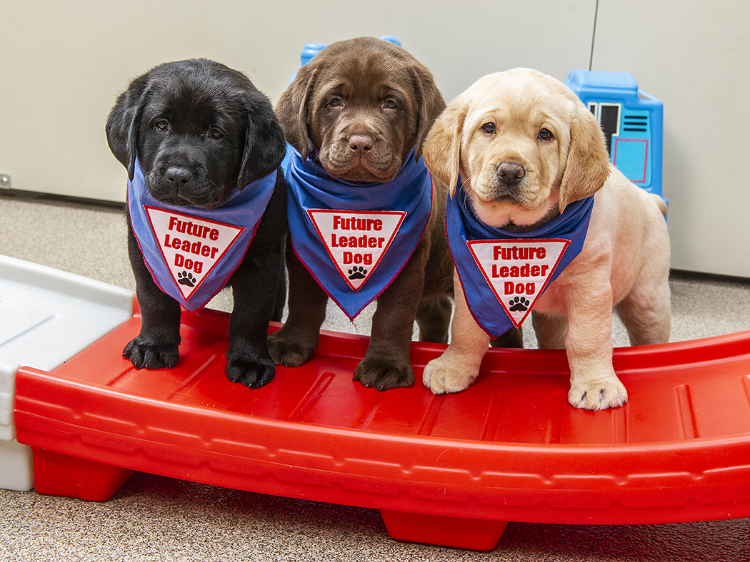 Three Leader Dogs for the Blind Labrador retriever puppies