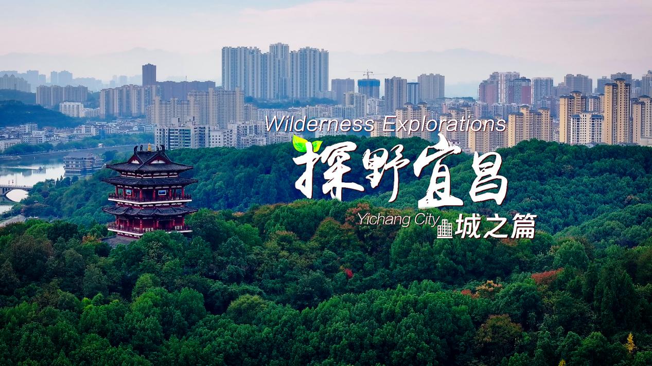 Yichang, a harmonious blend of nature and urban life, launched video series  "Wilderness Explorations"