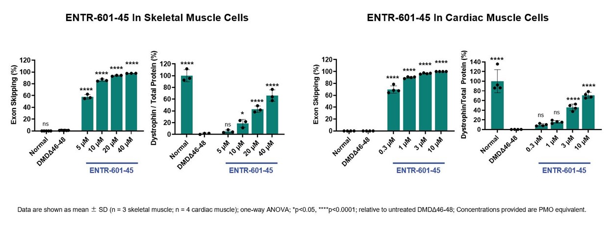ENTR-601-45 showed robust exon skipping and dystrophin production in vitro in patient-derived skeletal and cardiac muscle cells
