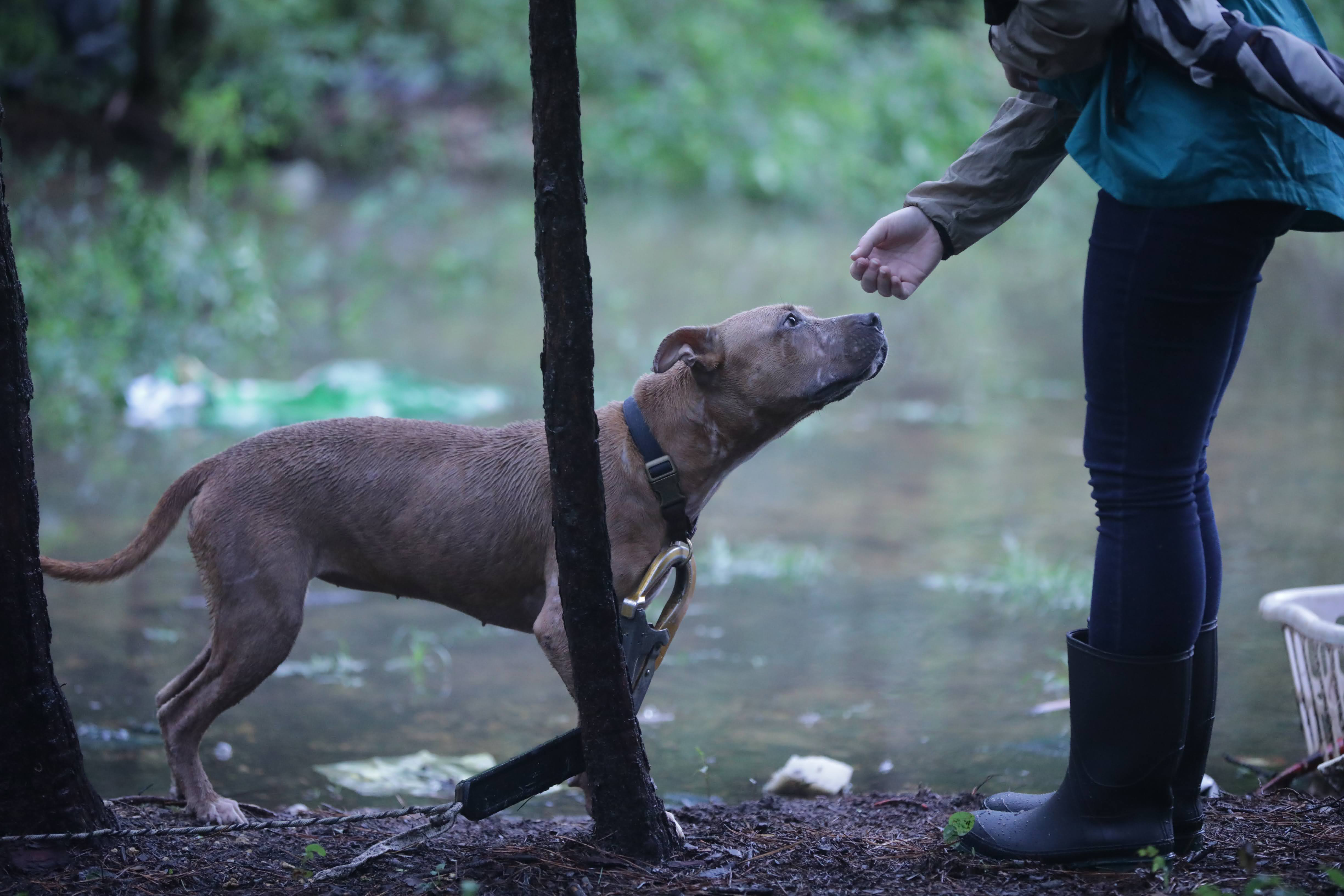 More than 70 dogs saved from egregious conditions in Mississippi