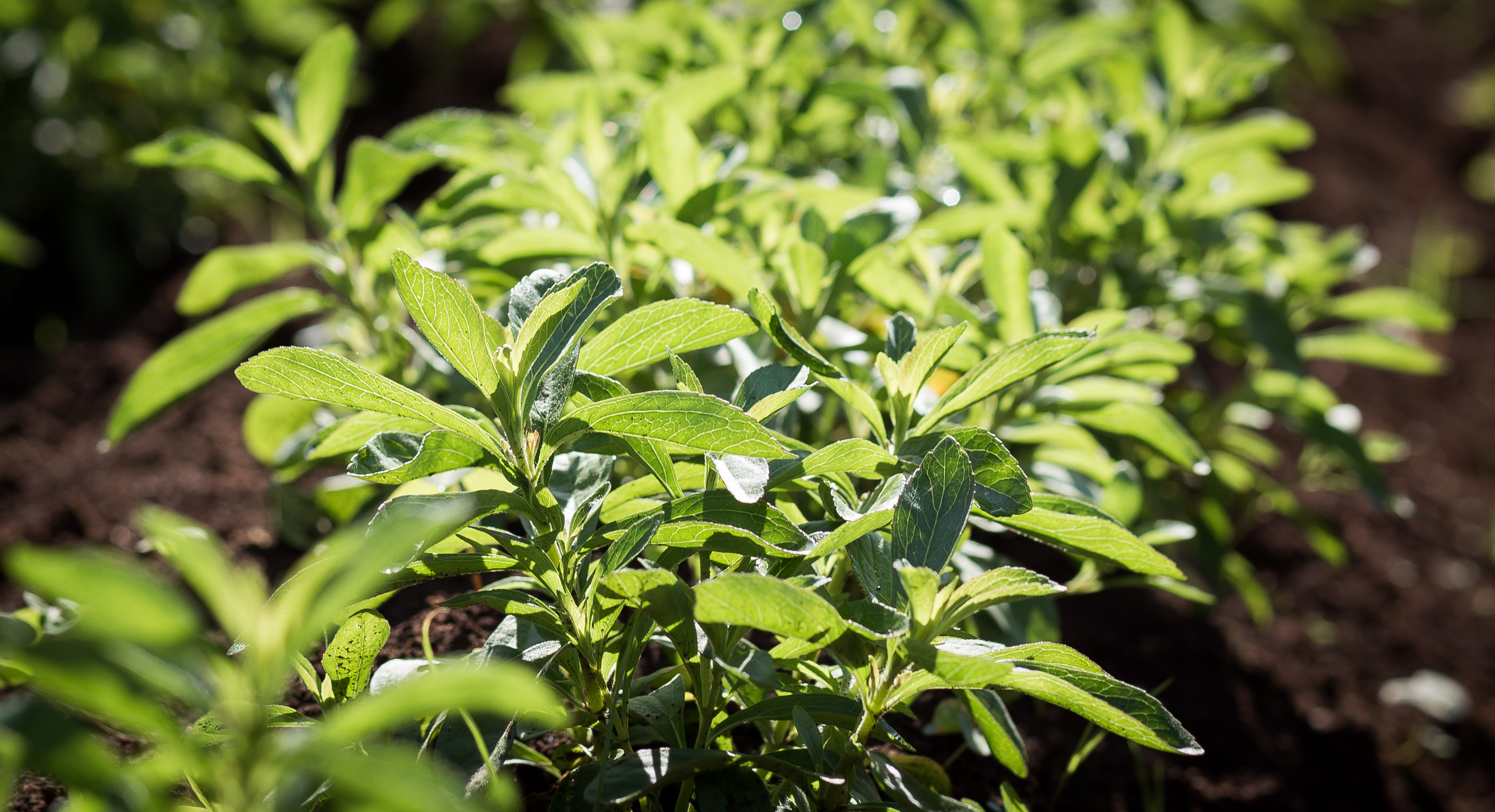 stevia plants