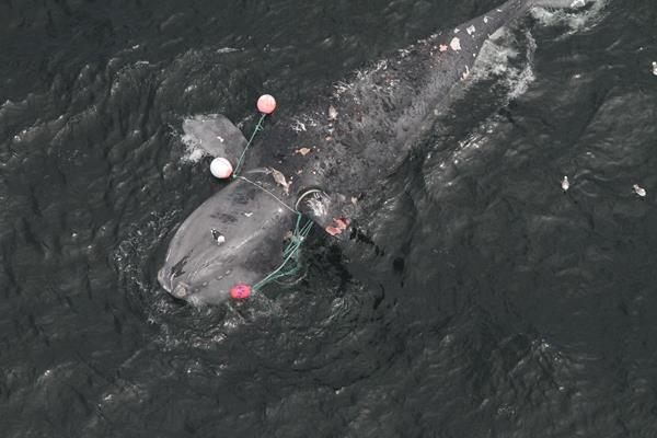 Dead North Atlantic right whale entangled in fishing gear