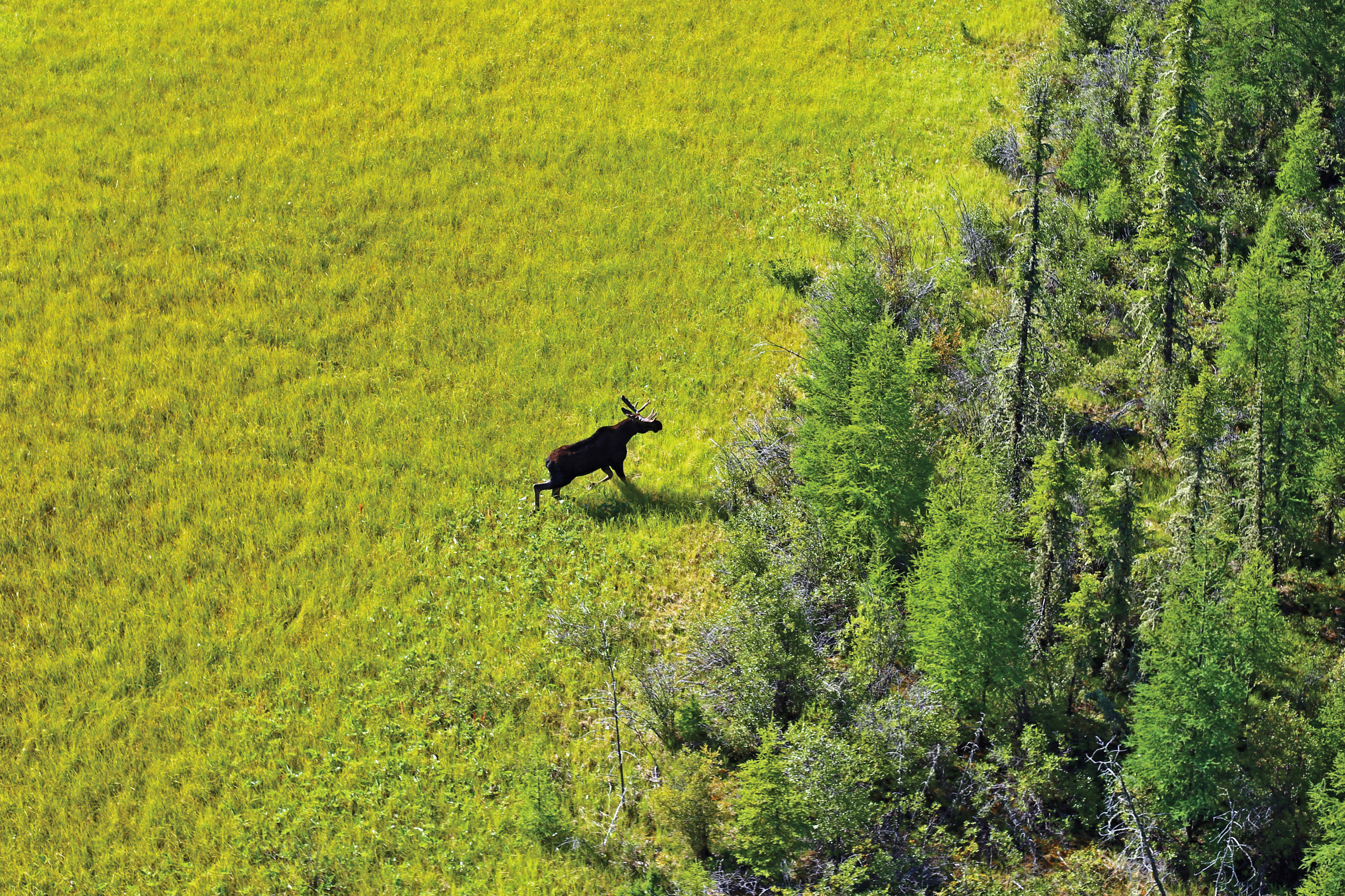 Boreal Peatland