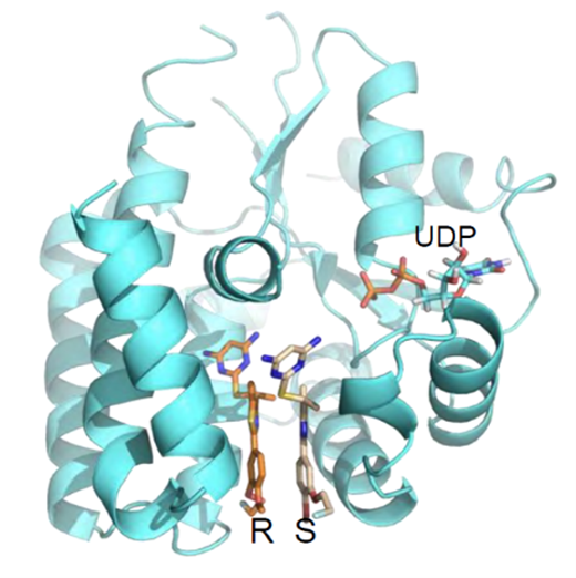 Co-crystal 3D structure of the drug bound to the target enzyme, dCK, at the deoxycytidine binding site.