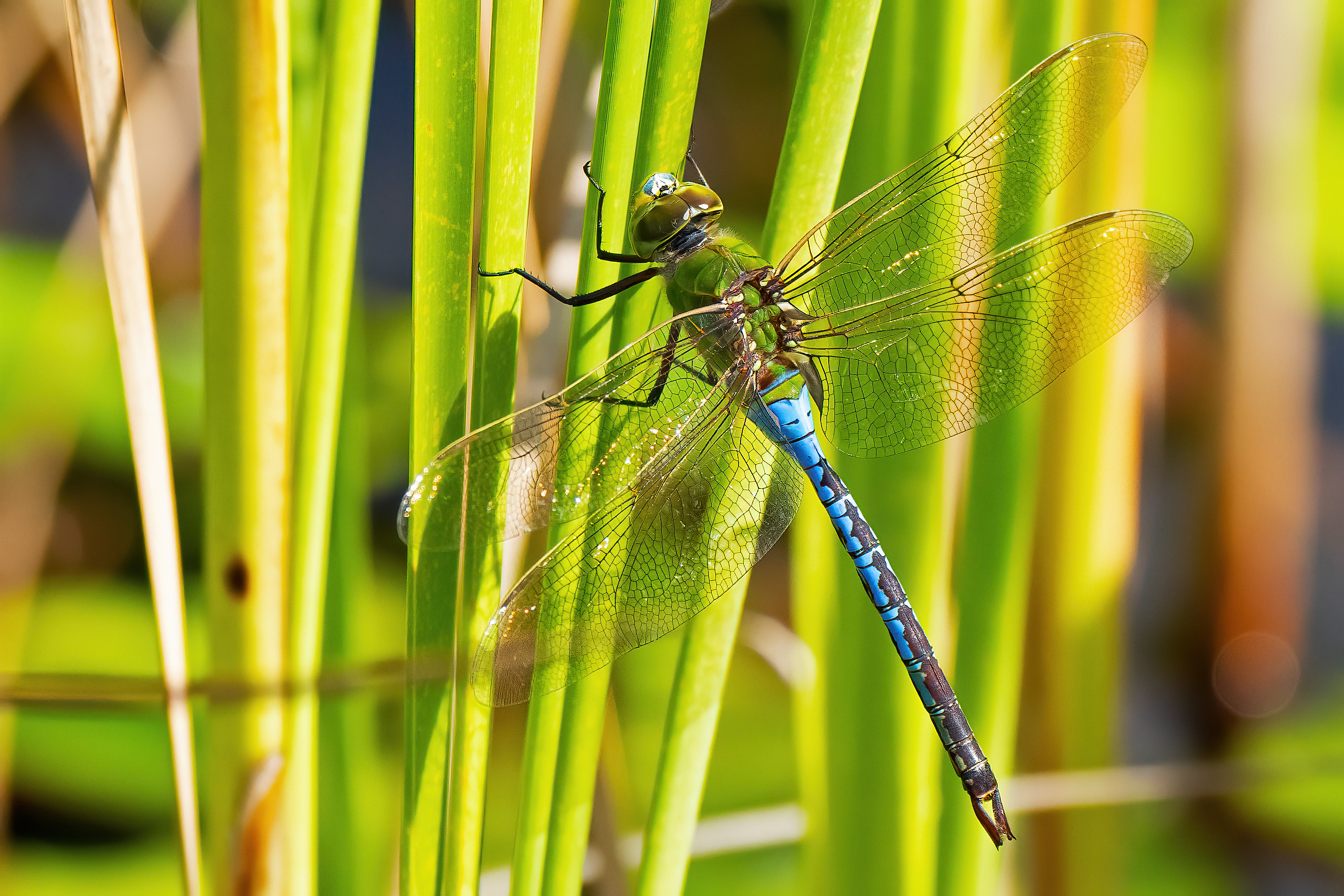 Dragonfly