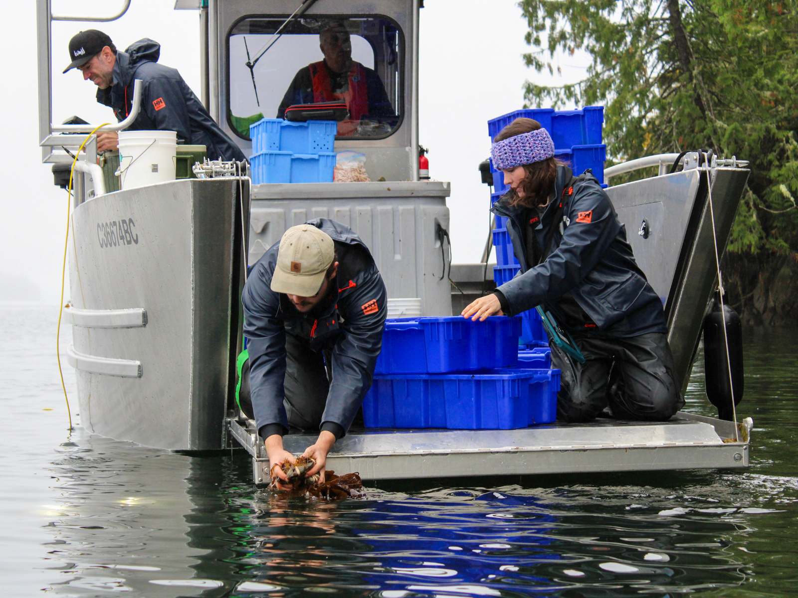 Ocean Wise researchers planting kelp fronds in B.C. waters