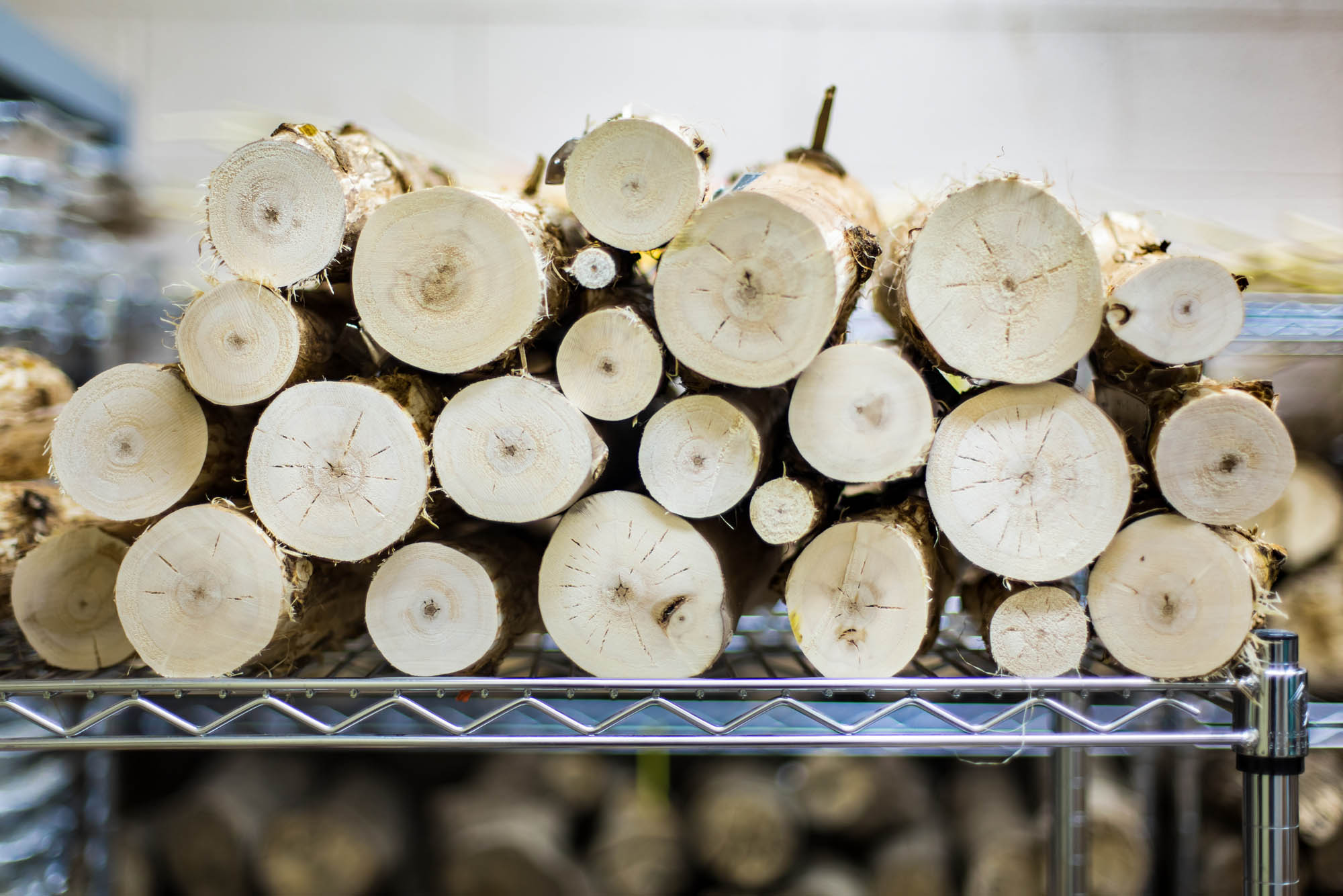 A section of poplar trees used in NREL and ORNL study. 