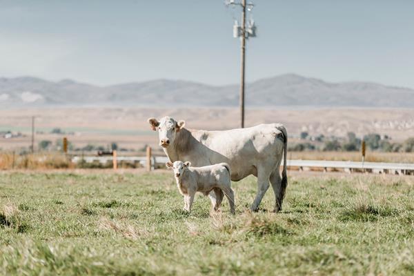 Vytelle secures USDA Climate-Smart Grant as Part of an Industry Consortium to Advance Sustainable Beef Production